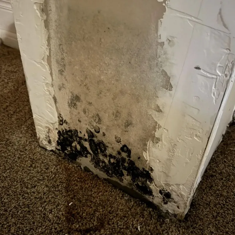 Professional Mold Removal in Union, SC